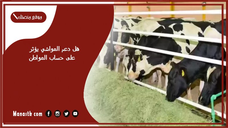 هل دعم المواشي يؤثر على حساب المواطن