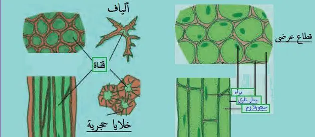 بحث إحياء عن خلايا النبات وأنسجته