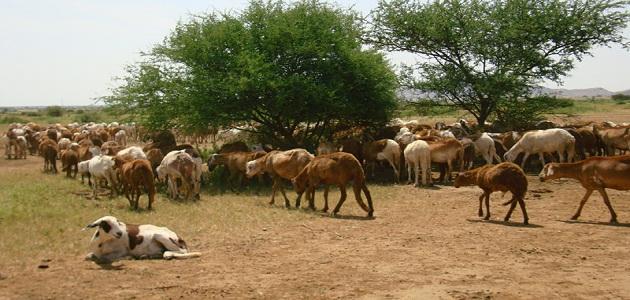 بحث عن الإنتاج الحيواني في الوطن العربي